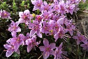 01 Rododendro cistino (Rhodothamnus chamaecistus) estese fioriture in Alben 